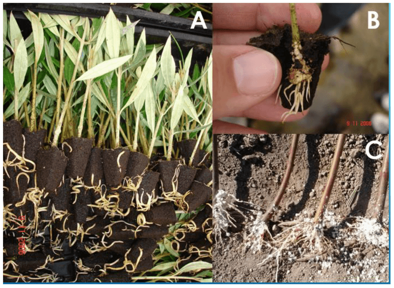Roots Growing Above Soil Surface