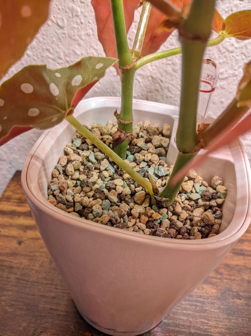 Zeolite-Infused Soil