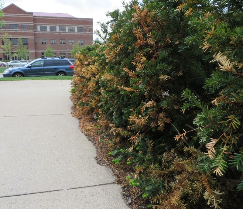 Salt Damage from Roads