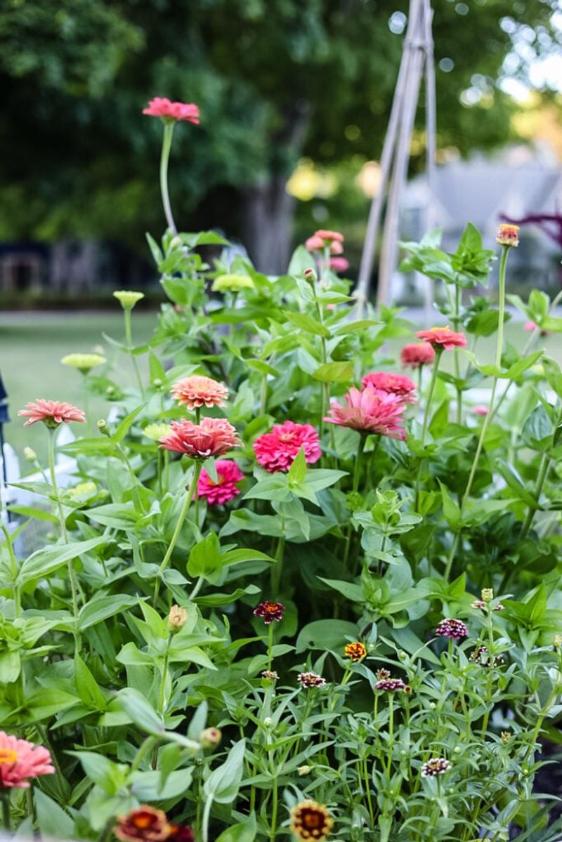 Neglecting Seasonal Mulching