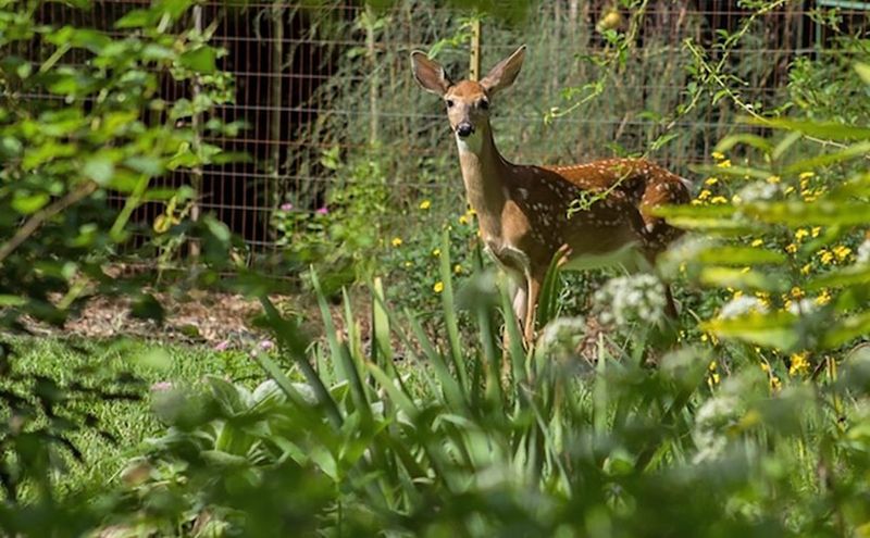 Ignoring Local Wildlife Threats