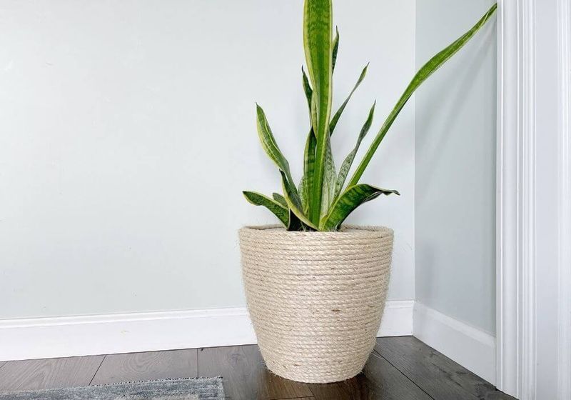 Rope-Wrapped Potted Plants
