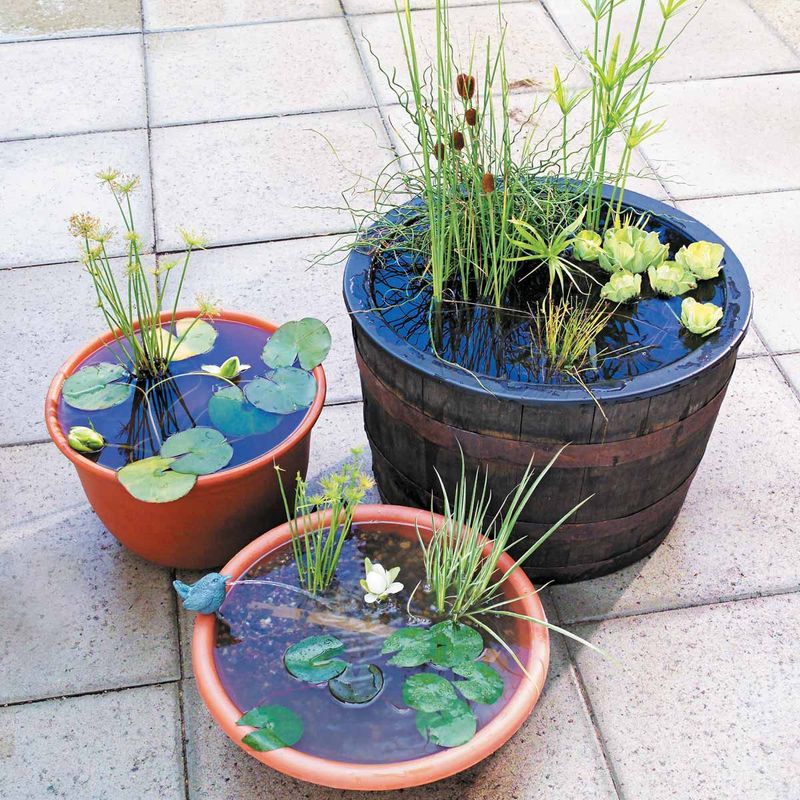 Container Water Garden