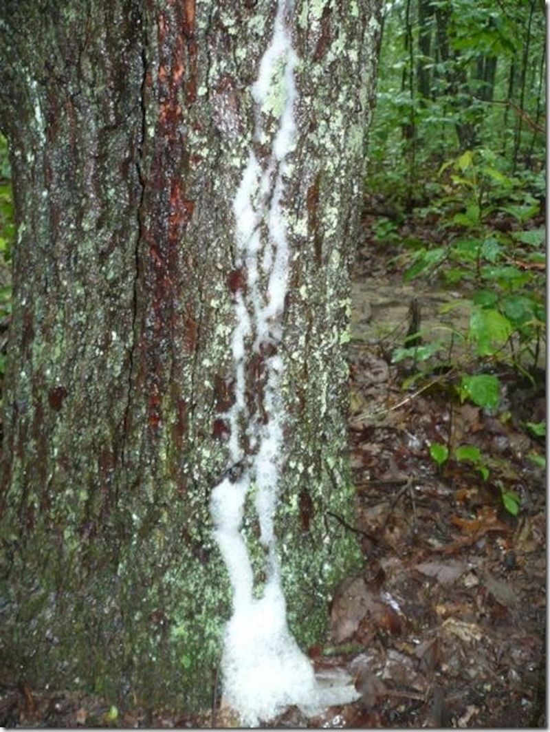 Bacterial Slime Spots