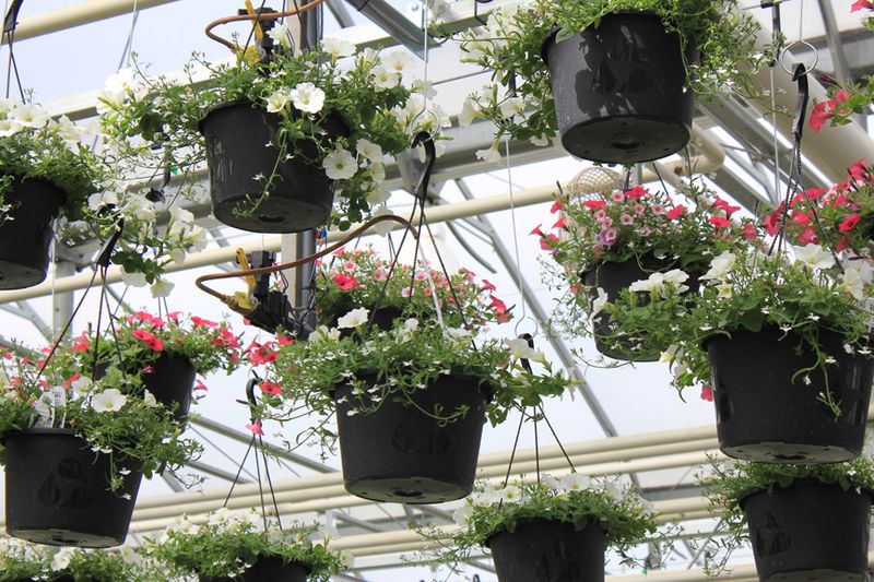 Hanging Basket Systems