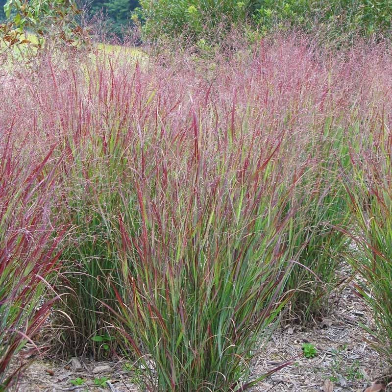 Switchgrass (Panicum virgatum)