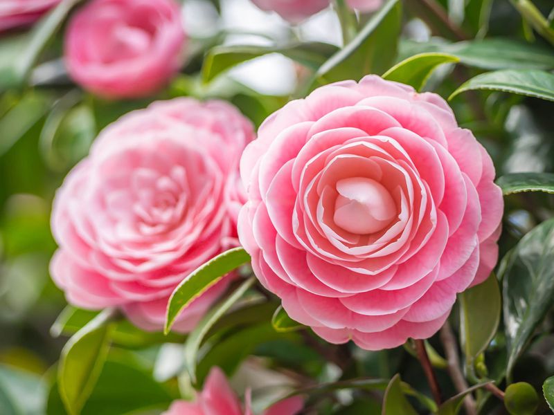 March: Camellia Japonica