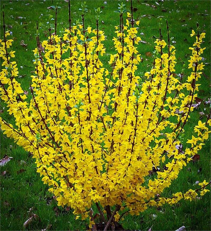 March: Forsythia