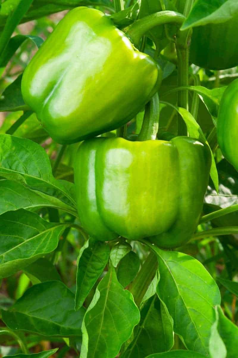Harvest Green Peppers Early for More Production