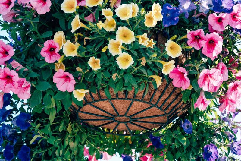 Move Basket to Ideal Light