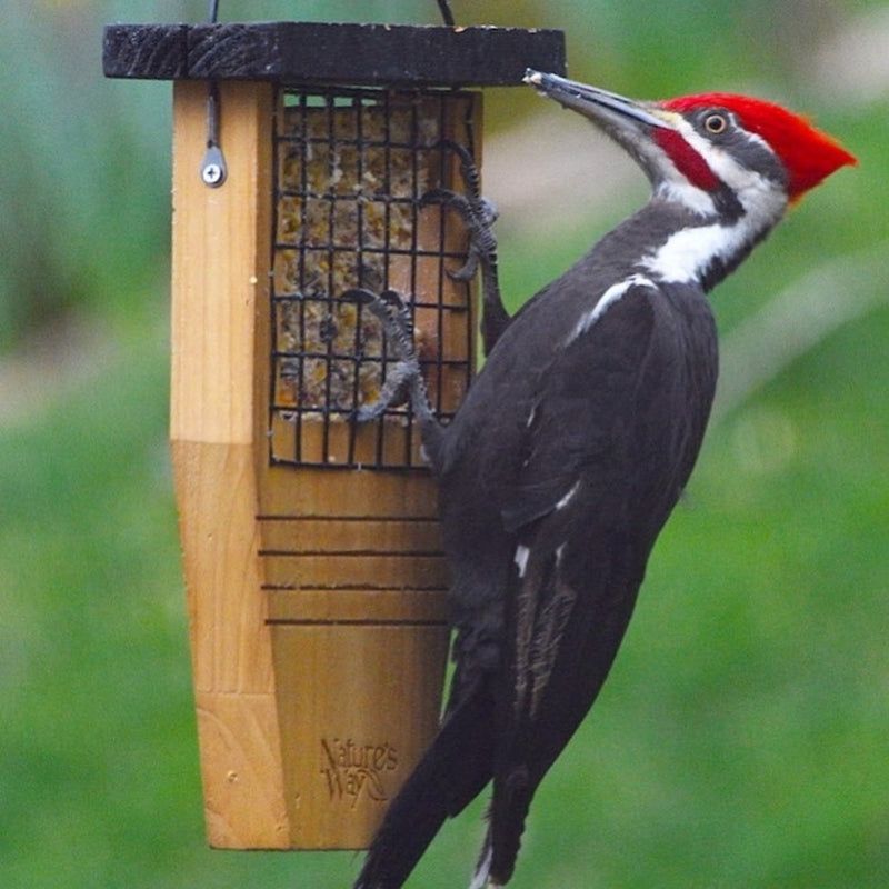 Adding Variety with Suet Feeders