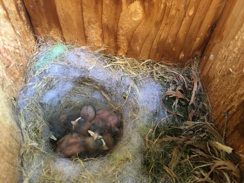 Ignoring Bird Nesting Laws