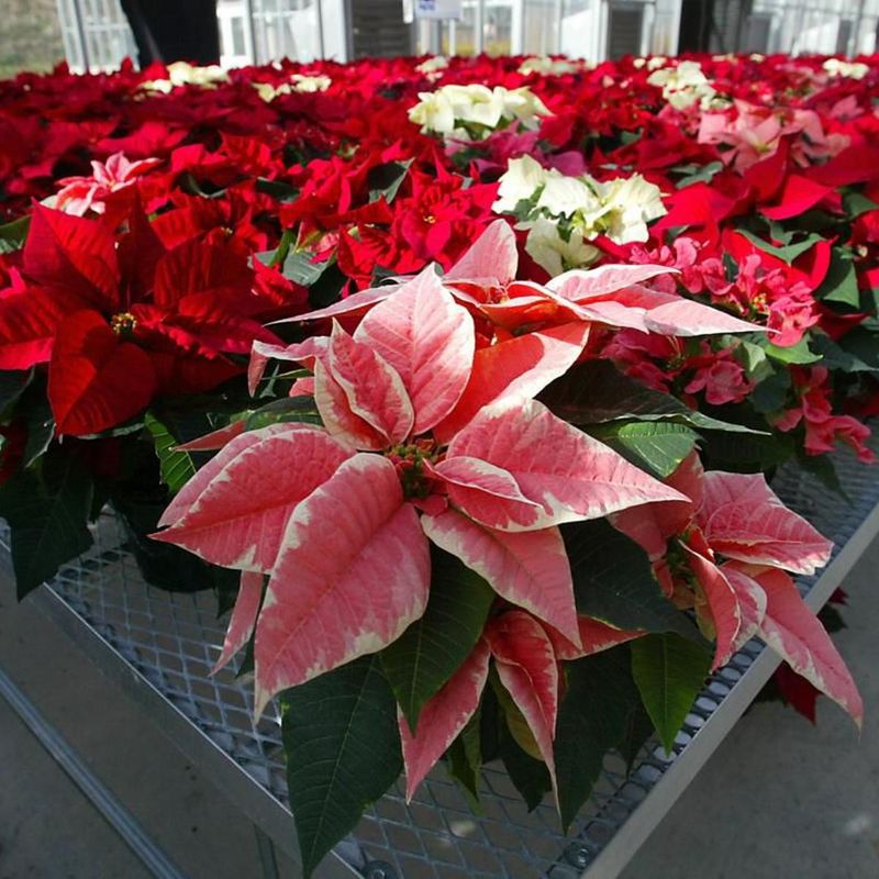 Poinsettia