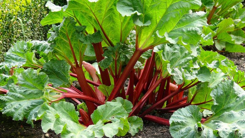 Rhubarb