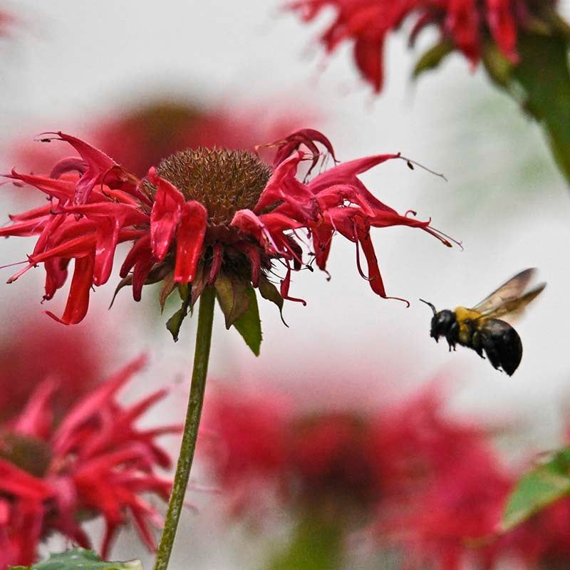 Bee Balm