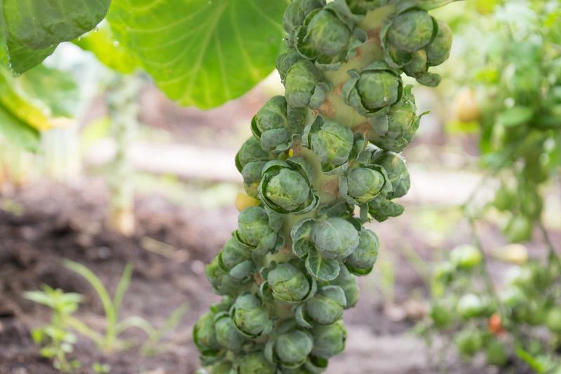 Brussels Sprouts