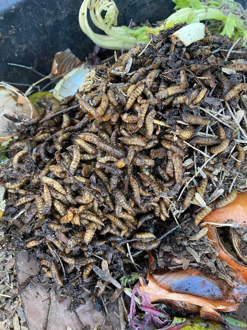 Black Soldier Fly Larvae Bins