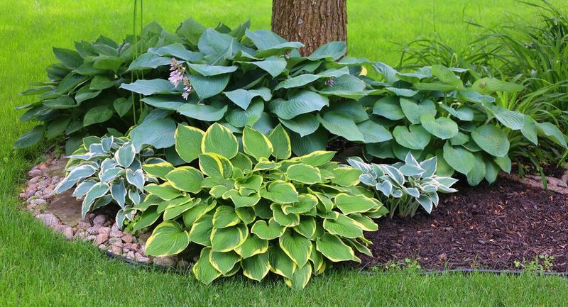 Hosta