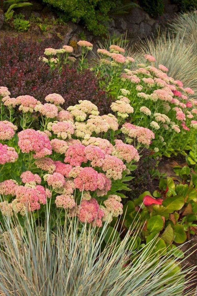 Sedum - Autumn Joy
