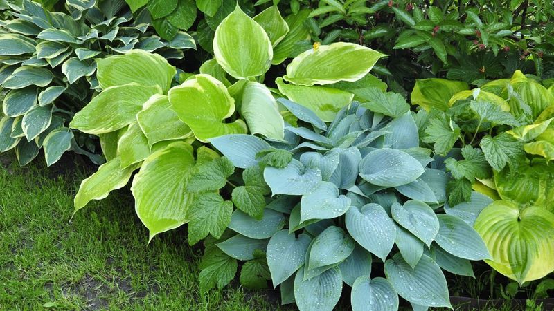 Hostas