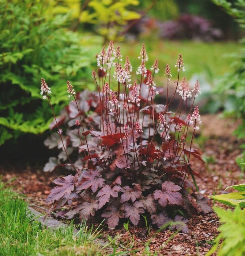 Heuchera