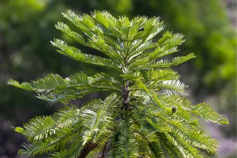 Wollemi Pine (Wollemia nobilis)
