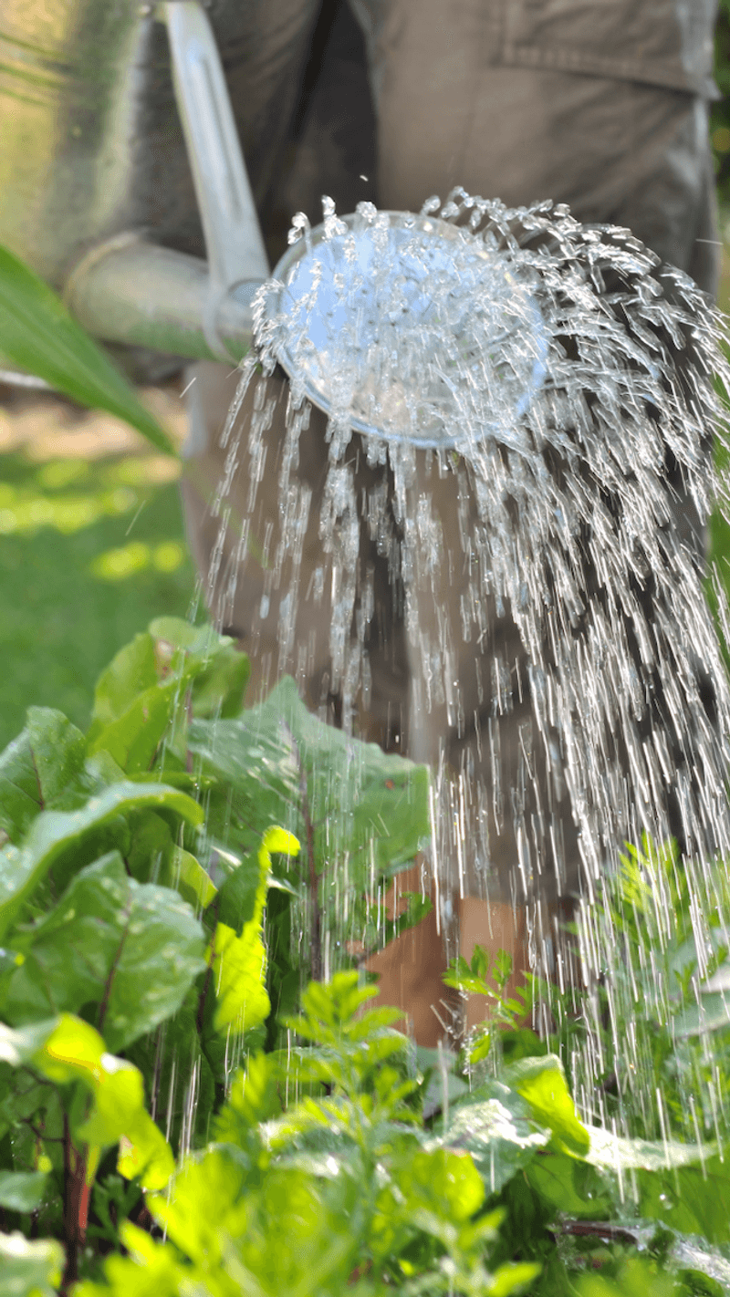 Water Smart (Early AM or Late PM)