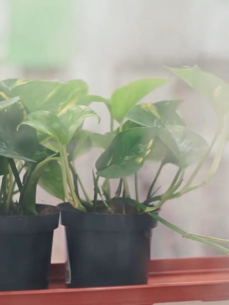 Increase Humidity (60%+ Ideal) 💦