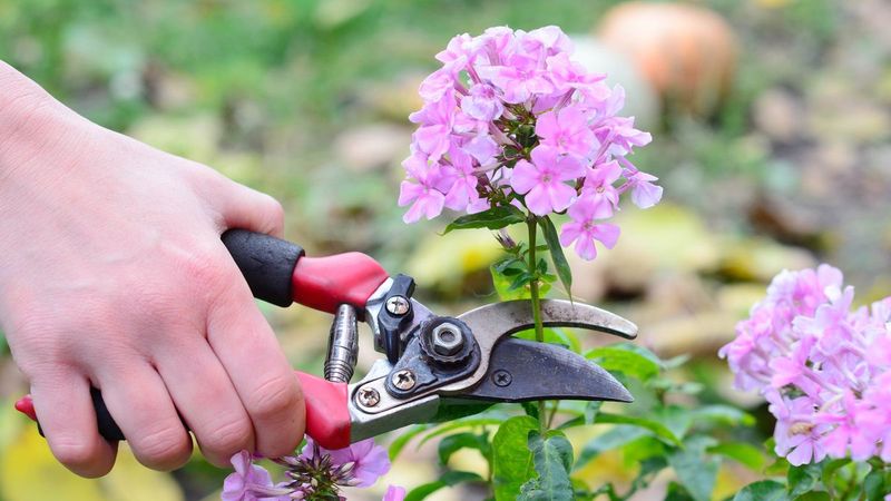 Pruning Shears for Deadheading