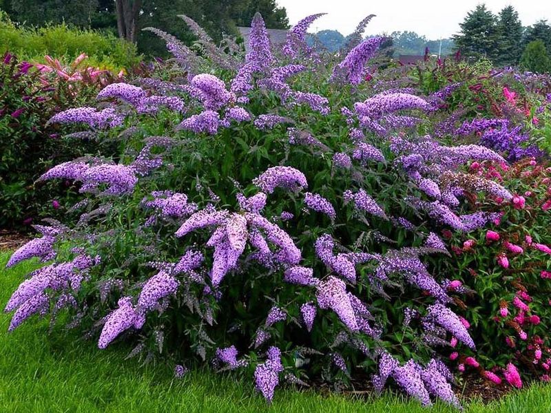 Watering Techniques Ensure Survival