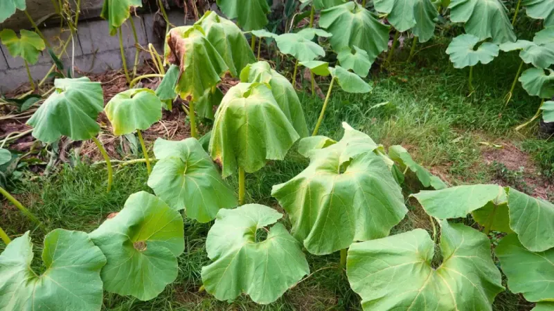 Ignoring signs of heat stress