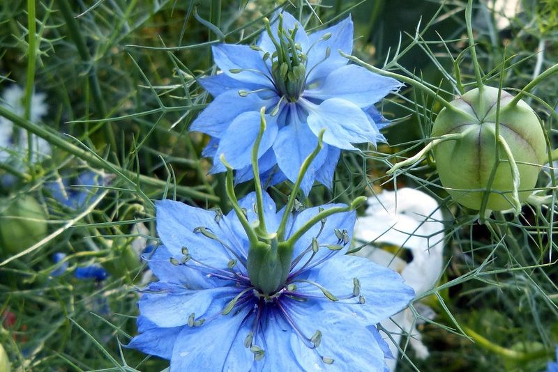 Love-in-a-Mist (Nigella damascena)