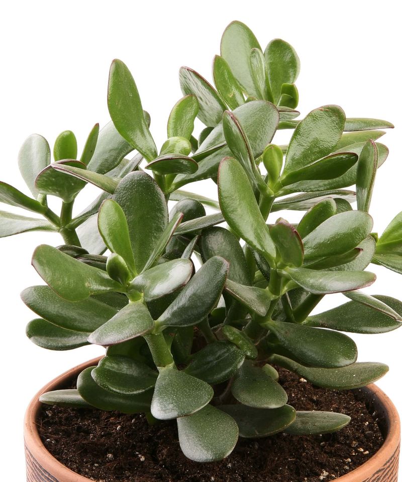 Jade Plant