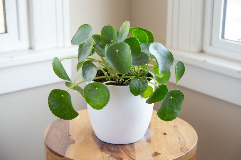 Pilea Peperomioides