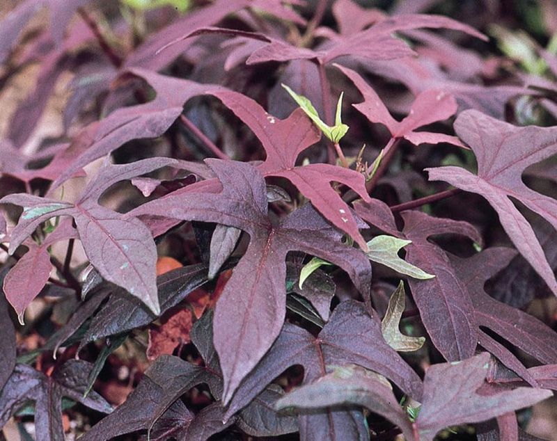 Sweet Potato Vine (Ipomoea batatas)