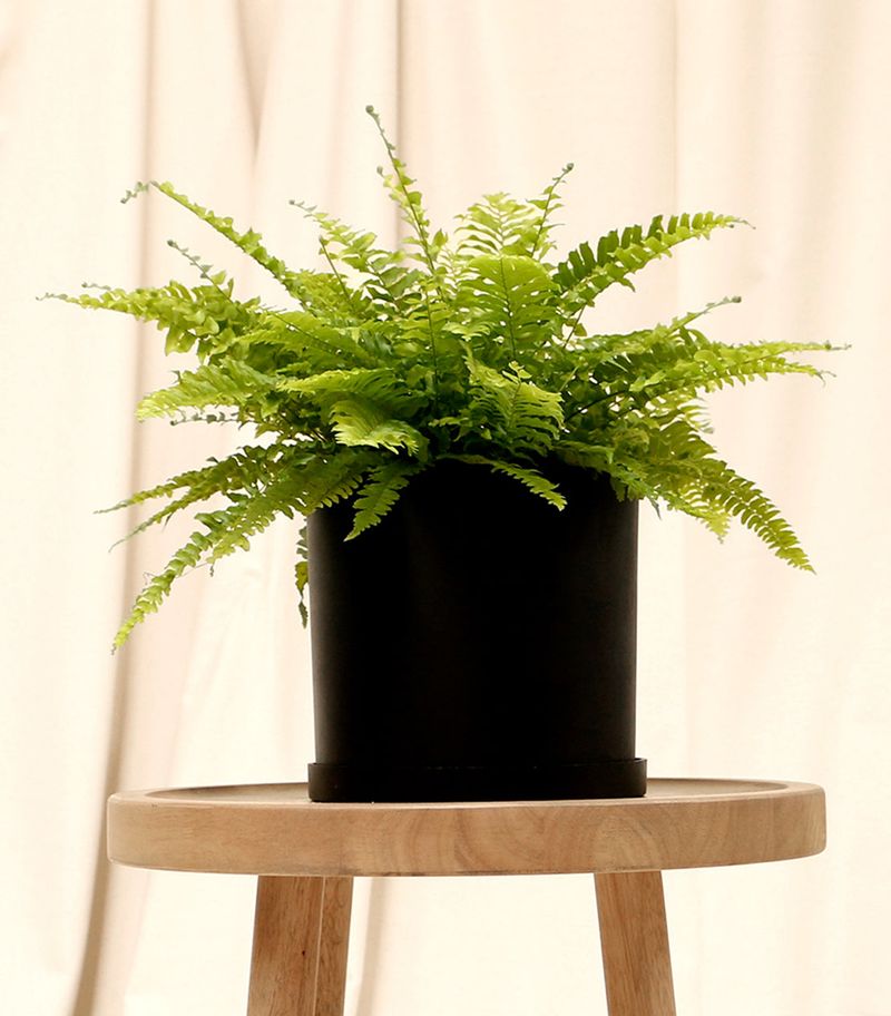 Boston Fern