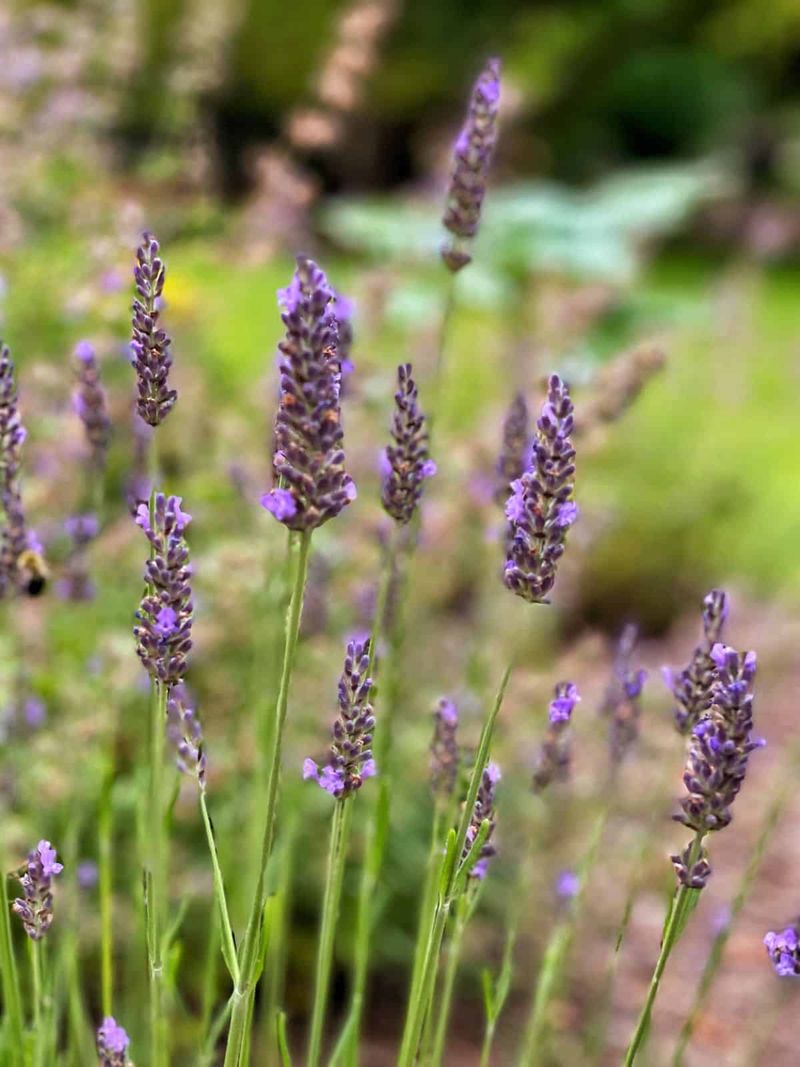 Lavender (Lavandula)