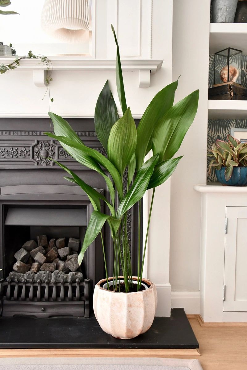 Cast Iron Plant (Aspidistra elatior)