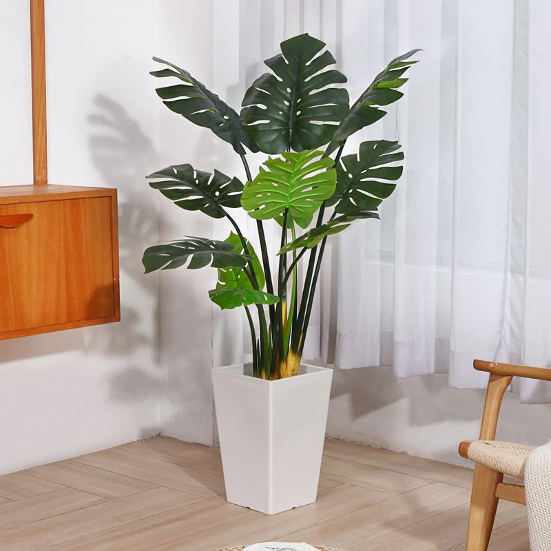 Monstera Deliciosa (Swiss Cheese Plant)