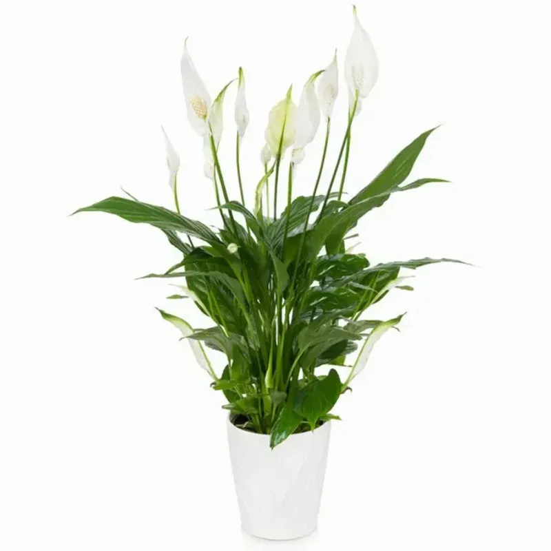 Peace Lily - The Rapid Multiplier