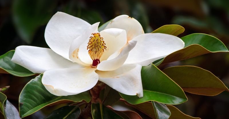 Magnolia's Southern Charm