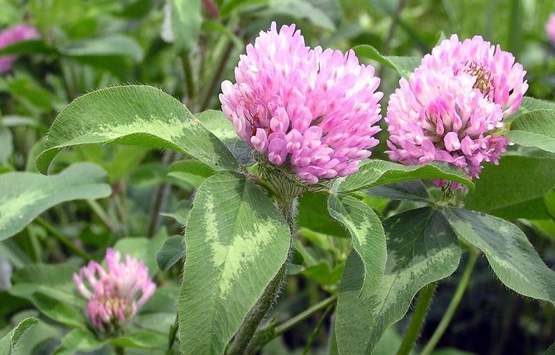 Red Clover