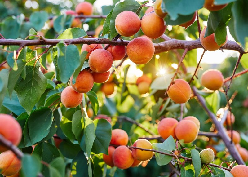 Apricot Tree