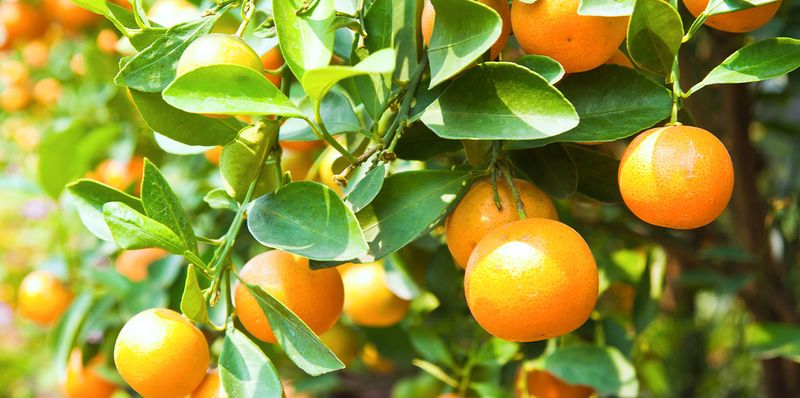 Citrus Tree