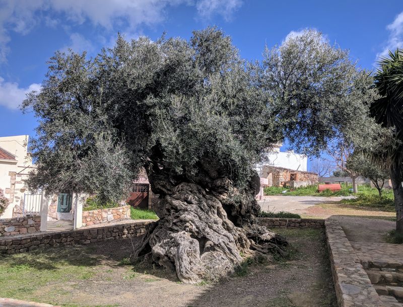 Olive Trees (Olea europaea)