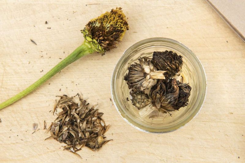 Seed Saving for Sustainability