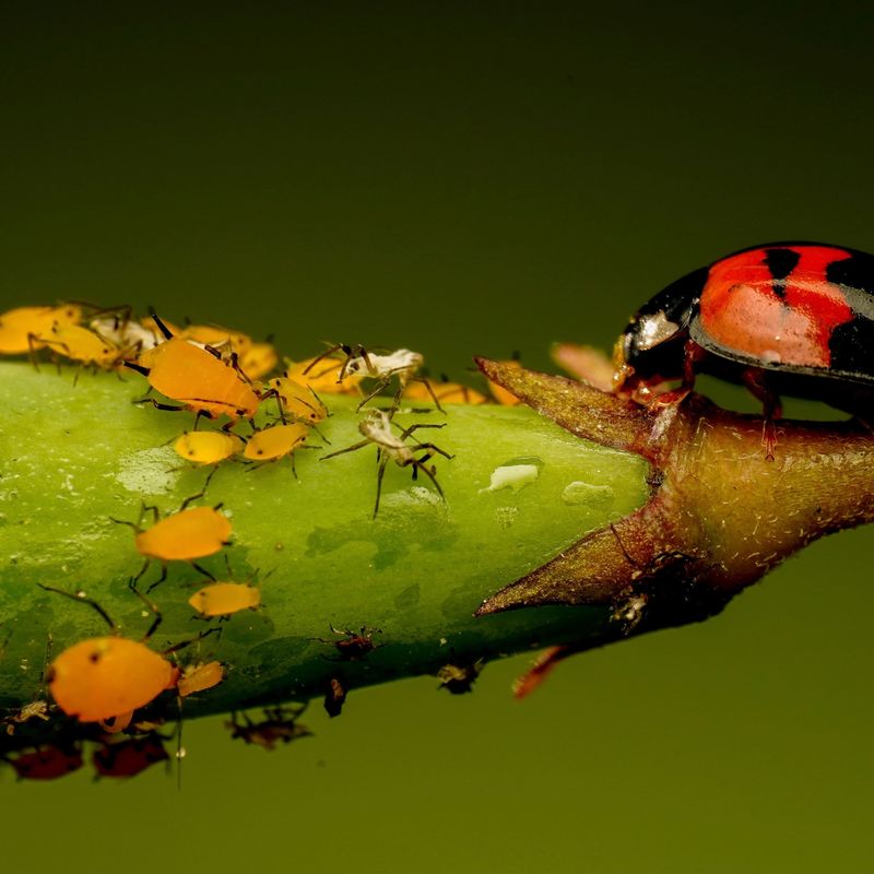 Dealing with Aphids – They always come back.