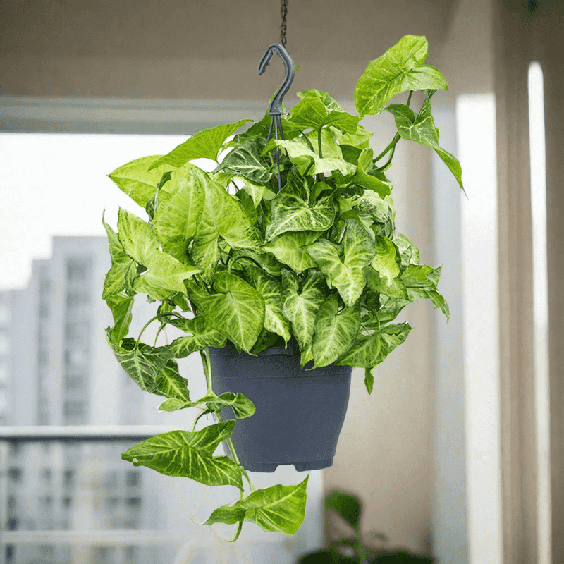 Arrowhead Plant (Syngonium podophyllum)