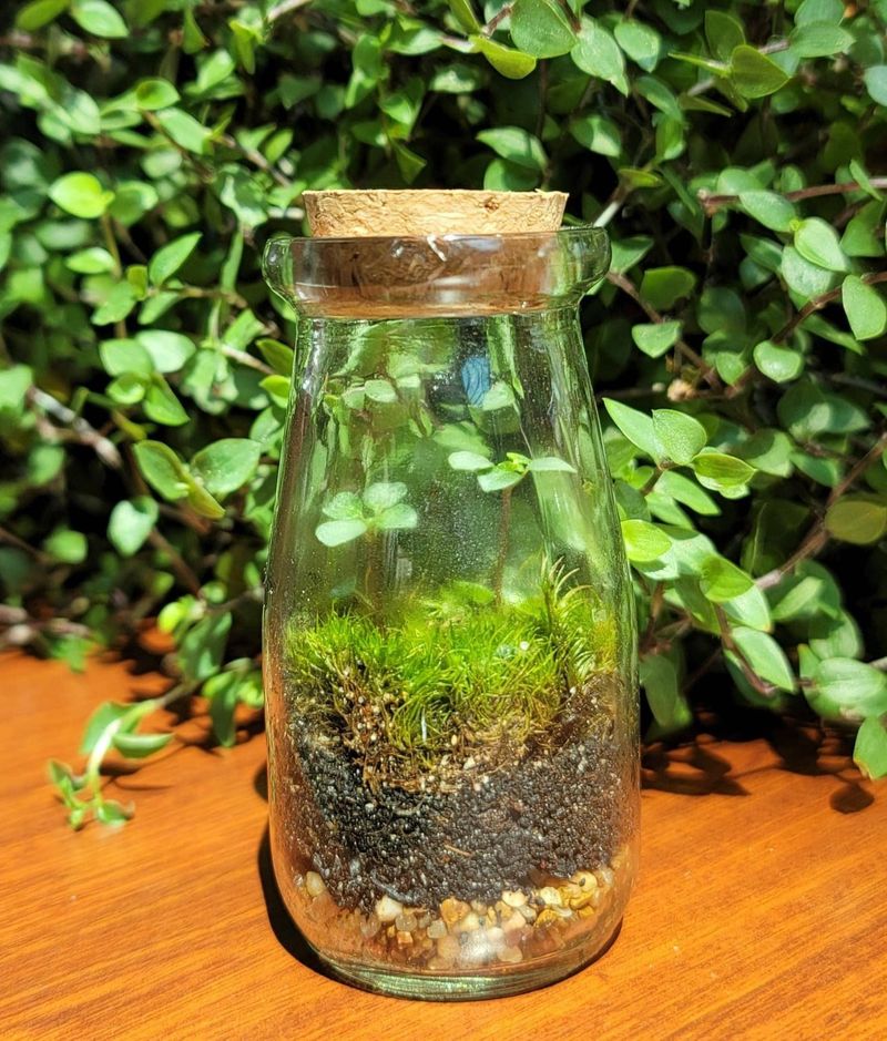 Pilea glauca (Aquamarine)