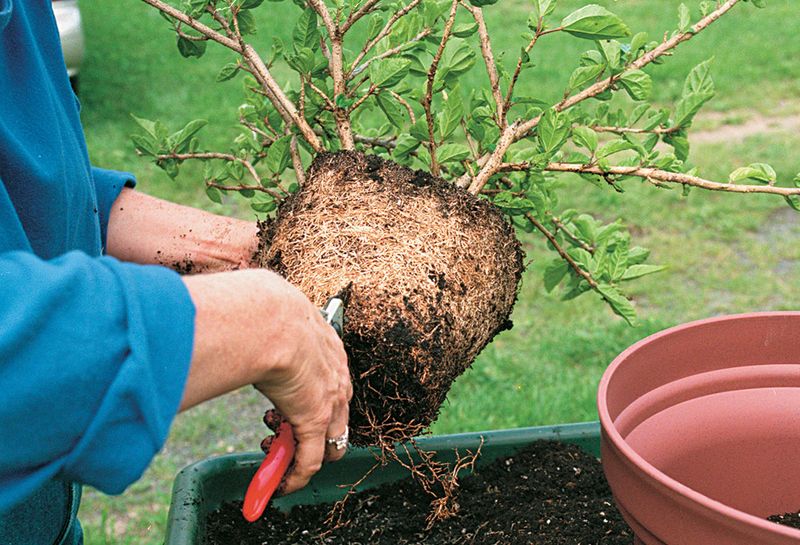 Repotting Root-Bound Plants